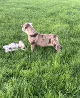 Honey, a female Olde English Bulldogge for sale in Iowa City, IA – Photo 8 of 8