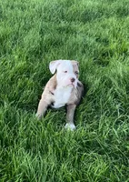 Honey, a female Olde English Bulldogge for sale in Iowa City, IA – Photo 1 of 8