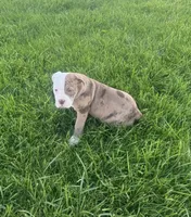 Honey, a female Olde English Bulldogge for sale in Iowa City, IA – Photo 5 of 8