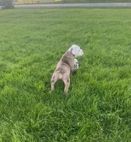 Honey, a female Olde English Bulldogge for sale in Iowa City, IA – Photo 3 of 8