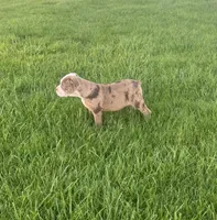 Honey, a female Olde English Bulldogge for sale in Iowa City, IA – Photo 4 of 8