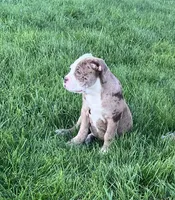 Honey, a female Olde English Bulldogge for sale in Iowa City, IA – Photo 2 of 8
