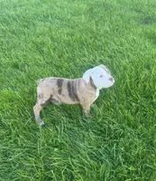 Honey, a female Olde English Bulldogge for sale in Iowa City, IA – Photo 7 of 8