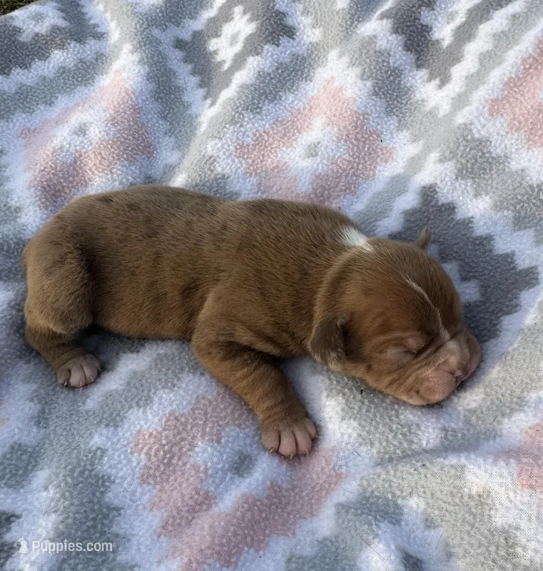 Juniper, a female Olde English Bulldogge for sale in Iowa City, IA – Photo 1 of 3