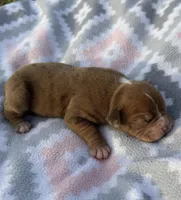 Juniper, a female Olde English Bulldogge for sale in Iowa City, IA – Photo 2 of 3