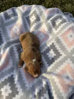 Juniper, a female Olde English Bulldogge for sale in Iowa City, IA – Photo 3 of 3
