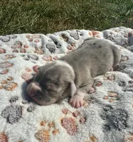 Bandit, a male Olde English Bulldogge for sale in Iowa City, IA – Photo 3 of 10