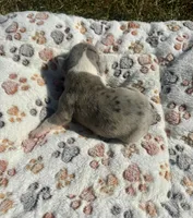 Bandit, a male Olde English Bulldogge for sale in Iowa City, IA – Photo 5 of 10