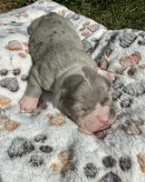 Bandit, a male Olde English Bulldogge for sale in Iowa City, IA – Photo 1 of 10