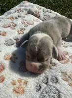 Bandit, a male Olde English Bulldogge for sale in Iowa City, IA – Photo 9 of 10