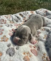 Bandit, a male Olde English Bulldogge for sale in Iowa City, IA – Photo 10 of 10