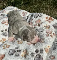 Bandit, a male Olde English Bulldogge for sale in Iowa City, IA – Photo 6 of 10
