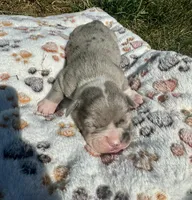 Bandit, a male Olde English Bulldogge for sale in Iowa City, IA – Photo 8 of 10