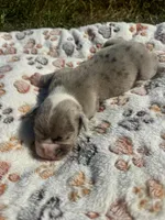 Bandit, a male Olde English Bulldogge for sale in Iowa City, IA – Photo 7 of 10