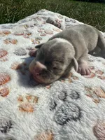 Bandit, a male Olde English Bulldogge for sale in Iowa City, IA – Photo 4 of 10