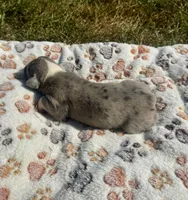 Bandit, a male Olde English Bulldogge for sale in Iowa City, IA – Photo 2 of 10