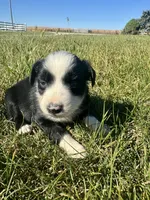 Annie, a female Miniature Australian Shepherd for sale in Iowa City, IA – Photo 9 of 10