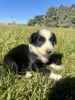 Annie, a female Miniature Australian Shepherd for sale in Iowa City, IA – Photo 7 of 10