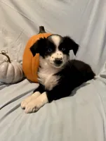 Annie, a female Miniature Australian Shepherd for sale in Iowa City, IA – Photo 2 of 10