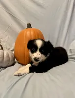 Annie, a female Miniature Australian Shepherd for sale in Iowa City, IA – Photo 1 of 10