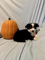 Annie, a female Miniature Australian Shepherd for sale in Iowa City, IA – Photo 3 of 10