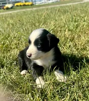 Annie, a female Miniature Australian Shepherd for sale in Iowa City, IA – Photo 10 of 10
