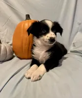 Annie, a female Miniature Australian Shepherd for sale in Iowa City, IA – Photo 4 of 10