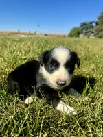 Annie, a female Miniature Australian Shepherd for sale in Iowa City, IA – Photo 6 of 10