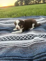 Alfie, a male Border Collie for sale in Iowa City, IA – 3 of 5