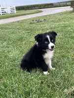Glacier, a male Miniature Australian Shepherd for sale in Iowa City, IA – Photo 6 of 6