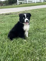 Glacier, a male Miniature Australian Shepherd for sale in Iowa City, IA – Photo 1 of 6