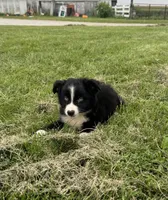 Glacier, a male Miniature Australian Shepherd for sale in Iowa City, IA – Photo 5 of 6
