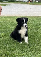 Glacier, a male Miniature Australian Shepherd for sale in Iowa City, IA – Photo 2 of 6