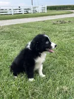 Glacier, a male Miniature Australian Shepherd for sale in Iowa City, IA – Photo 3 of 6