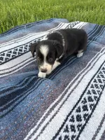 Ace, a male Border Collie for sale in Iowa City, IA – 5 of 6