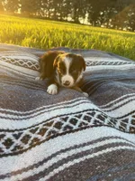 Axel, a male Border Collie for sale in Iowa City, IA – 3 of 6
