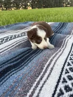 Alfie, a male Border Collie for sale in Iowa City, IA – 4 of 5