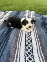 Amy, a female Border Collie for sale in Iowa City, IA – 3 of 5