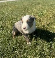 Apple, a female Miniature Australian Shepherd for sale in Iowa City, IA – Photo 3 of 10