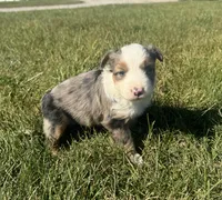 Apple, a female Miniature Australian Shepherd for sale in Iowa City, IA – Photo 1 of 10