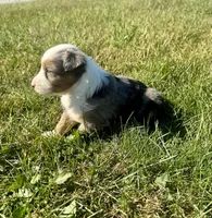 Apple, a female Miniature Australian Shepherd for sale in Iowa City, IA – Photo 5 of 10