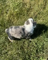 Apple, a female Miniature Australian Shepherd for sale in Iowa City, IA – Photo 4 of 10