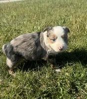 Apple, a female Miniature Australian Shepherd for sale in Iowa City, IA – Photo 9 of 10