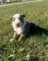Apple, a female Miniature Australian Shepherd for sale in Iowa City, IA – Photo 10 of 10