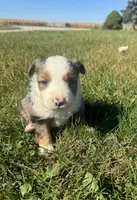 Apple, a female Miniature Australian Shepherd for sale in Iowa City, IA – Photo 7 of 10