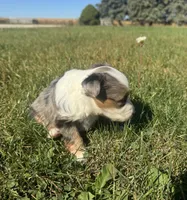 Apple, a female Miniature Australian Shepherd for sale in Iowa City, IA – Photo 8 of 10