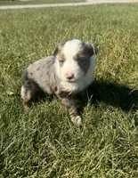 Apple, a female Miniature Australian Shepherd for sale in Iowa City, IA – Photo 2 of 10
