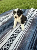 Apollo, a male Border Collie for sale in Iowa City, IA – 2 of 5