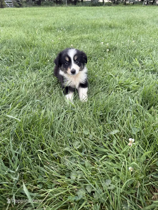 Zoe – Miniature Australian Shepherd puppy for sale in Iowa City, IA