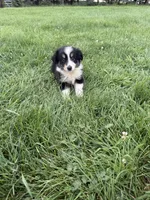 Zoe, a female Miniature Australian Shepherd for sale in Iowa City, IA – 1 of 8